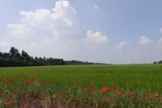 Vermeidbare Naturzerst&ouml;rung im Linslerfeld