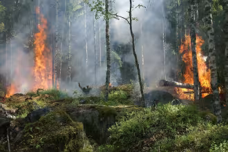 Waldbrandgefahr