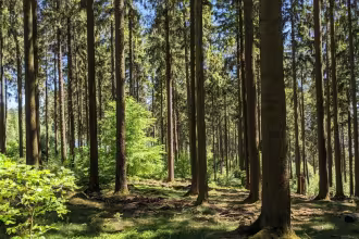 Den Wald als &bdquo;gr&uuml;ne Apotheke&ldquo; neu entdecken