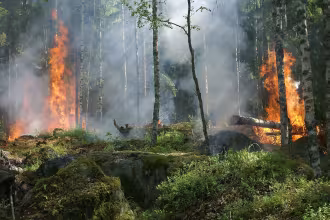 Waldbrandgefahr steigt