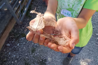 Natursafari f&uuml;r Kinder &ndash; Was ist los auf der Streuobstwiese?