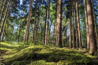 Den Wald als &bdquo;gr&uuml;ne Apotheke&ldquo; neu entdecken