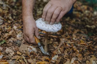 "Hochw&auml;lder Pilzseminar - Fortgeschrittene 1" in Weiskirchen