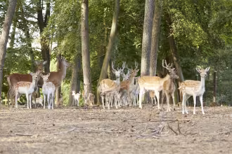 Gro&szlig;es Familienfest im Wildpark Differten