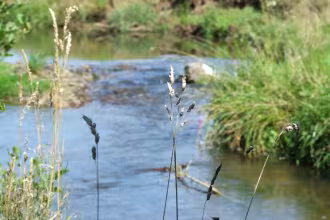 Wanderung durch das Naturschutzgebiet Ruwerbach