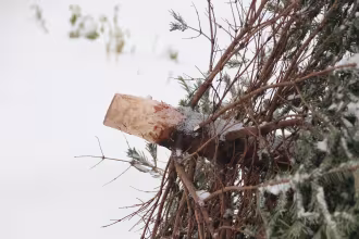 Sammelpl&auml;tze f&uuml;r Weihnachtsb&auml;ume in St.Ingbert