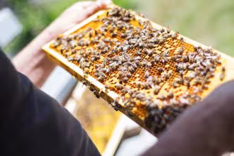 Symbolfoto - Honigbienen