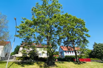 Gesamte Antwort: Der G&ouml;tterbaum in St. Ingber&shy;&shy;&shy;&shy;&shy;&shy;&shy;&shy;&shy;&shy;&shy;&shy;&shy;&shy;&shy;&shy;&shy;&shy;&shy;&shy;&shy;&shy;&shy;&shy;&shy;&shy;&shy;&shy;&shy;&shy;&shy;