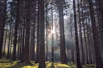 Wald mit Gras und B&auml;umern im Hintergrund. Im Vordergrund: Gras und B&auml;umersch&hellip; &ndash; &hellip;&hellip; &ndash; Im Hintergrund: Sonne. Im Vorder&hellip; &ndash; &hellip;&hellip; &ndash; Im V&hellip;