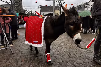 Esel auf dem Ensdorfer Weihnachtmarkt 2023