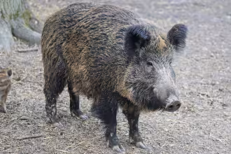Hoch aggressives Wildschwein