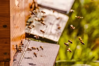 Besch&auml;digung eines Bienenvolkes
