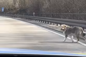 Freilaufender Hund legt Verkehr auf der BAB 620 lahm
