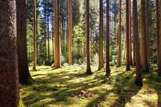 PM: &bdquo;Waldbaden" mit der Biosph&auml;ren-VHS St. Ingbert